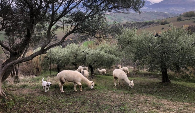 Alpacafarm Abruzzovakantie