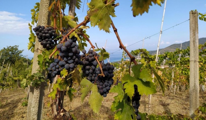 Casa Vacanze Il Vigneto: tra mare e natura 2